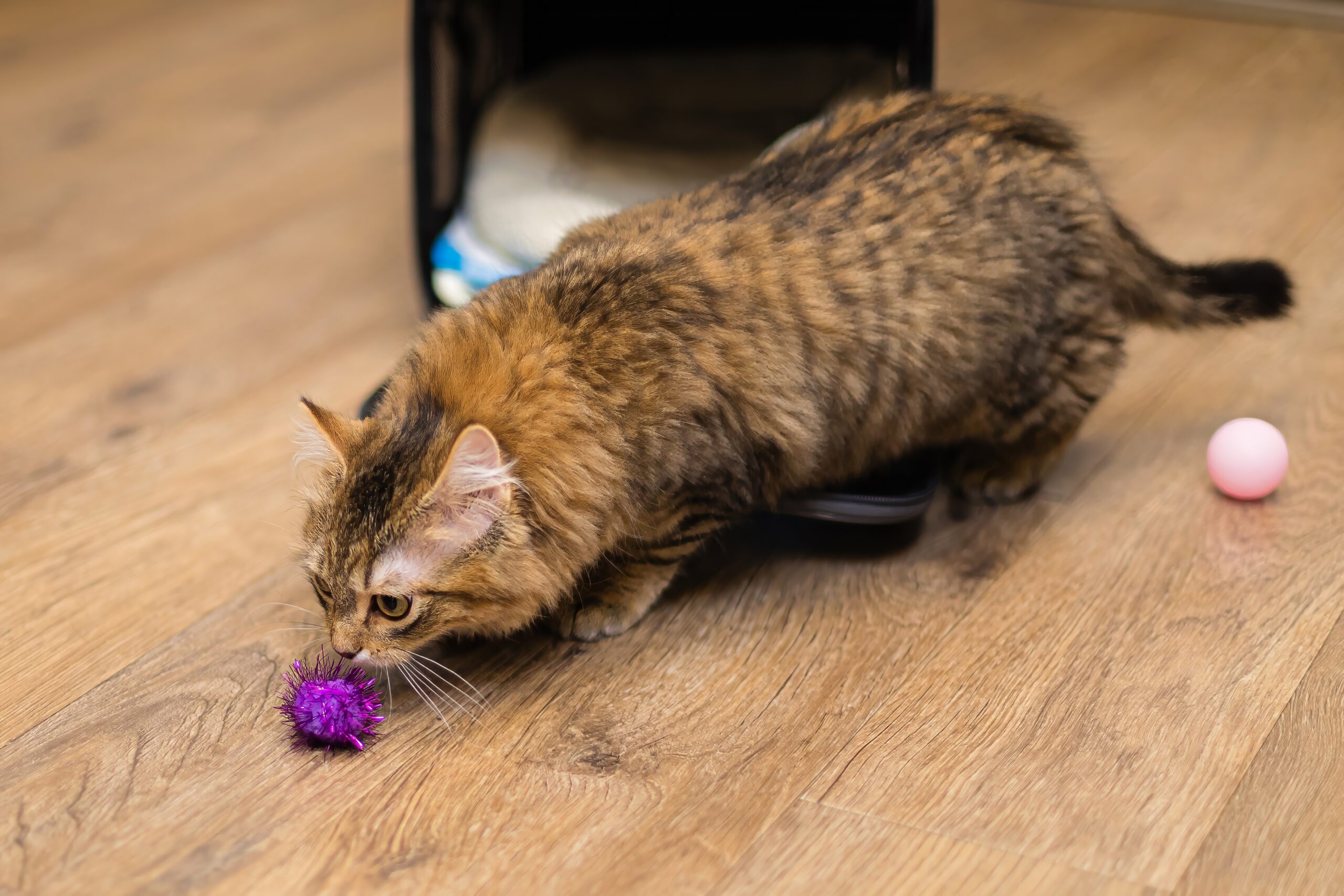brown cat looking at a toy
