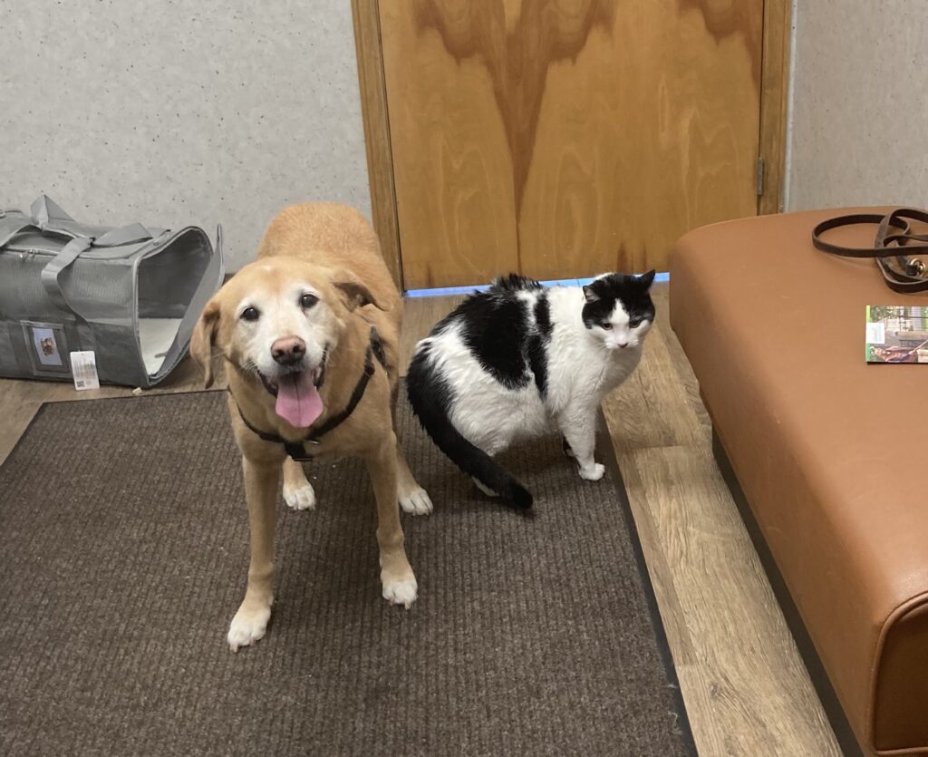 brown dog with white and black cat